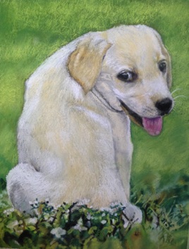 Labrador- puppy 9x12
Original $250